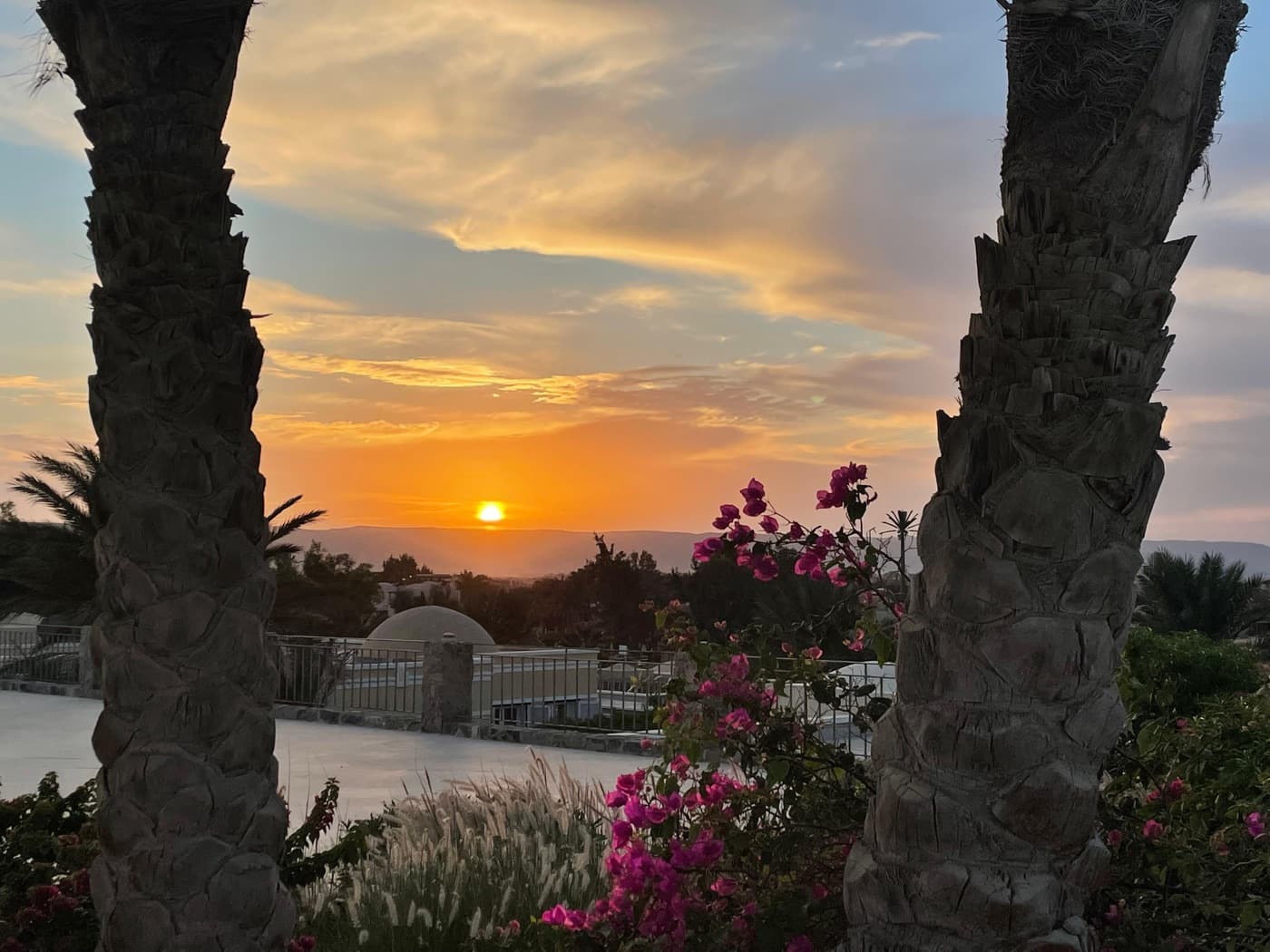 Bougainvillea over the terrace at sunset