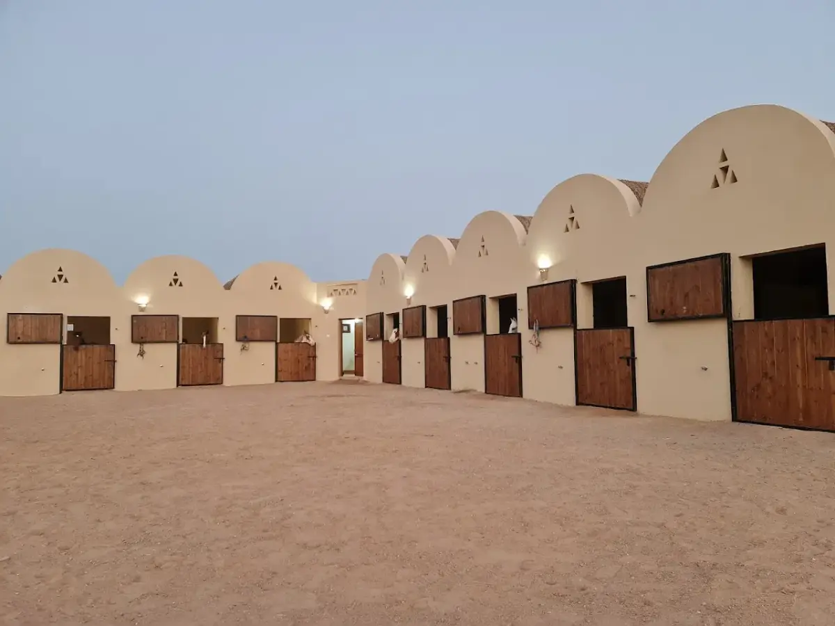 Habiba Horse (Habiba Stable) — photo 3 of 4
